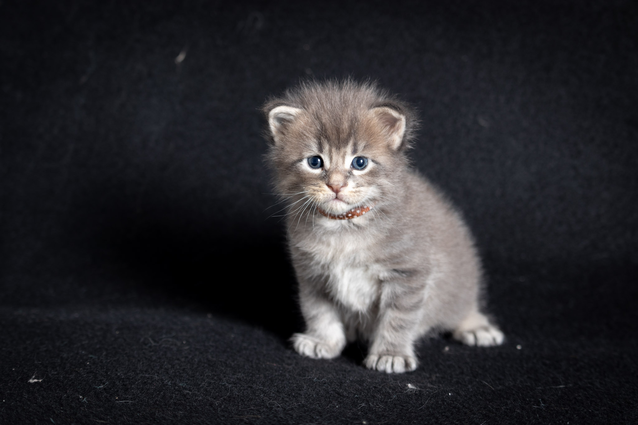 Filhote maine coon